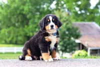 Cody, a male Bernese Mountain Dog for sale in Sugarcreek, OH – 5 of 9