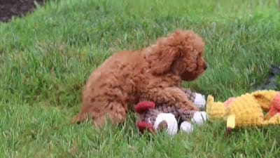 Addy, a female Cavapoo for sale in Sugarcreek, OH – 10 of 10