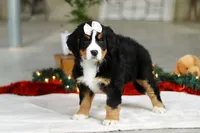 Karly, a female Bernese Mountain Dog for sale in Sugarcreek, OH – Photo 5 of 9
