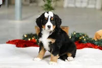 Karly, a female Bernese Mountain Dog for sale in Sugarcreek, OH – Photo 3 of 9