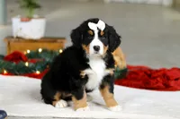 Karly, a female Bernese Mountain Dog for sale in Sugarcreek, OH – Photo 1 of 9