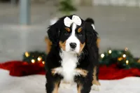 Karly, a female Bernese Mountain Dog for sale in Sugarcreek, OH – Photo 9 of 9