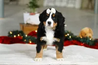 Karly, a female Bernese Mountain Dog for sale in Sugarcreek, OH – Photo 4 of 9