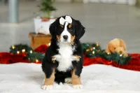 Karly, a female Bernese Mountain Dog for sale in Sugarcreek, OH – Photo 2 of 9