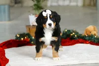 Karly, a female Bernese Mountain Dog for sale in Sugarcreek, OH – Photo 8 of 9