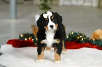 Karly, a female Bernese Mountain Dog for sale in Sugarcreek, OH – Photo 7 of 9