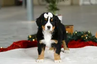 Karly, a female Bernese Mountain Dog for sale in Sugarcreek, OH – Photo 6 of 9