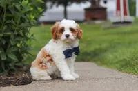 Asher, a male Cavapoo for sale in Sugarcreek, OH – 2 of 8