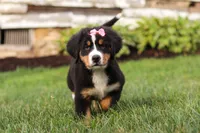 Marcy, a female Bernese Mountain Dog for sale in Sugarcreek, OH – 6 of 10