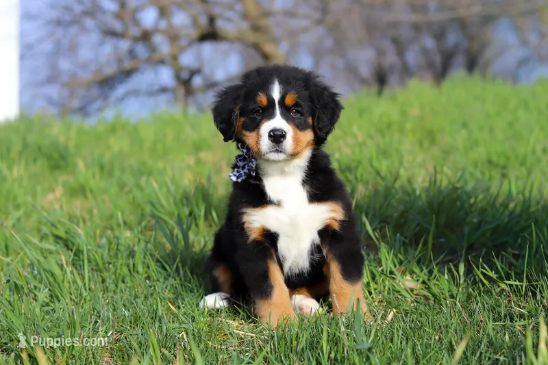 Callie – Bernese Mountain Dog puppy for sale in Sugarcreek, OH