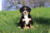 Callie, a female Bernese Mountain Dog for sale in Sugarcreek, OH – Photo 1 of 10