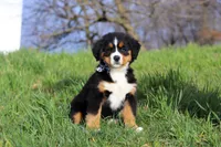 Callie, a female Bernese Mountain Dog for sale in Sugarcreek, OH – Photo 7 of 10