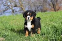 Callie, a female Bernese Mountain Dog for sale in Sugarcreek, OH – Photo 8 of 10
