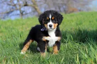 Callie, a female Bernese Mountain Dog for sale in Sugarcreek, OH – Photo 5 of 10