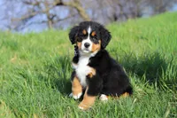 Callie, a female Bernese Mountain Dog for sale in Sugarcreek, OH – Photo 2 of 10