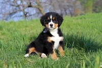 Callie, a female Bernese Mountain Dog for sale in Sugarcreek, OH – Photo 4 of 10