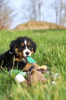 Callie, a female Bernese Mountain Dog for sale in Sugarcreek, OH – Photo 10 of 10