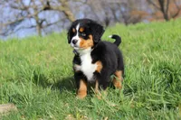 Callie, a female Bernese Mountain Dog for sale in Sugarcreek, OH – Photo 9 of 10