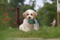 Leo, a male Bichpoo for sale in Sugarcreek, OH – 3 of 10