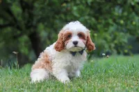 Asher, a male Cavapoo for sale in Sugarcreek, OH – 3 of 10