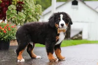 Kory, a male Bernese Mountain Dog for sale in Sugarcreek, OH – 2 of 9