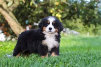 Izzy, a female Bernese Mountain Dog for sale in Sugarcreek, OH – 6 of 10