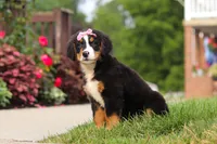 Casey, a female Bernese Mountain Dog for sale in Sugarcreek, OH – 3 of 10