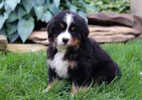 Champ, a male Bernese Mountain Dog for sale in Sugarcreek, OH – Photo 6 of 6