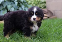 Champ, a male Bernese Mountain Dog for sale in Sugarcreek, OH – Photo 2 of 6