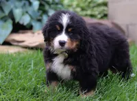 Champ, a male Bernese Mountain Dog for sale in Sugarcreek, OH – Photo 3 of 6