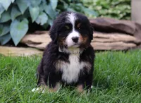 Champ, a male Bernese Mountain Dog for sale in Sugarcreek, OH – Photo 4 of 6