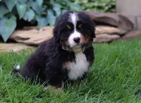 Champ, a male Bernese Mountain Dog for sale in Sugarcreek, OH – Photo 5 of 6
