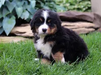 Champ, a male Bernese Mountain Dog for sale in Sugarcreek, OH – Photo 1 of 6