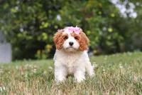 Olivia, a female Cavapoo for sale in Sugarcreek, OH – 3 of 7