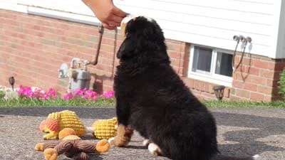 Cody, a male Bernese Mountain Dog for sale in Sugarcreek, OH – 9 of 9
