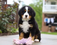 Bingo, a female Bernese Mountain Dog for sale in Sugarcreek, OH – Photo 6 of 8