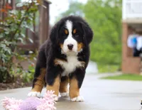 Bingo, a female Bernese Mountain Dog for sale in Sugarcreek, OH – Photo 8 of 8