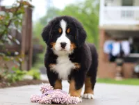 Bingo, a female Bernese Mountain Dog for sale in Sugarcreek, OH – Photo 1 of 8