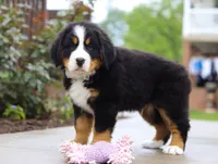 Bingo, a female Bernese Mountain Dog for sale in Sugarcreek, OH – Photo 7 of 8