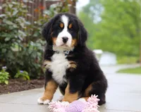 Bingo, a female Bernese Mountain Dog for sale in Sugarcreek, OH – Photo 4 of 8