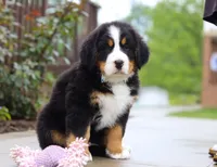 Bingo, a female Bernese Mountain Dog for sale in Sugarcreek, OH – Photo 5 of 8