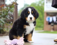 Bingo, a female Bernese Mountain Dog for sale in Sugarcreek, OH – Photo 3 of 8