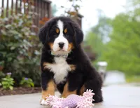 Bingo, a female Bernese Mountain Dog for sale in Sugarcreek, OH – Photo 2 of 8