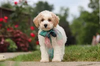 Leo, a male Bichpoo for sale in Sugarcreek, OH – 4 of 10