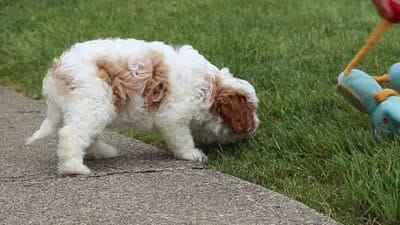 Asher, a male Cavapoo for sale in Sugarcreek, OH – 8 of 8
