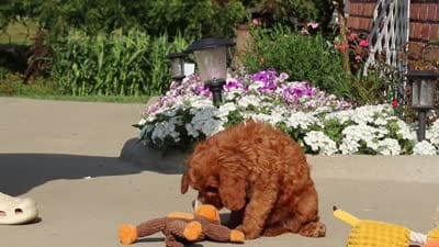 Austin, a male Cavapoo for sale in Sugarcreek, OH – 7 of 7