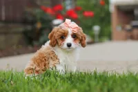 Gracie, a female Cavapoo for sale in Sugarcreek, OH – 4 of 7