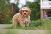 Mia, a female Bichpoo for sale in Sugarcreek, OH – 6 of 10
