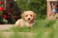 Brady, a male Bichpoo for sale in Sugarcreek, OH – 5 of 6