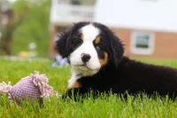 Sophia, a female Bernese Mountain Dog for sale in Sugarcreek, OH – Photo 4 of 4